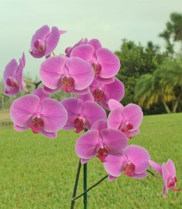 Orchids